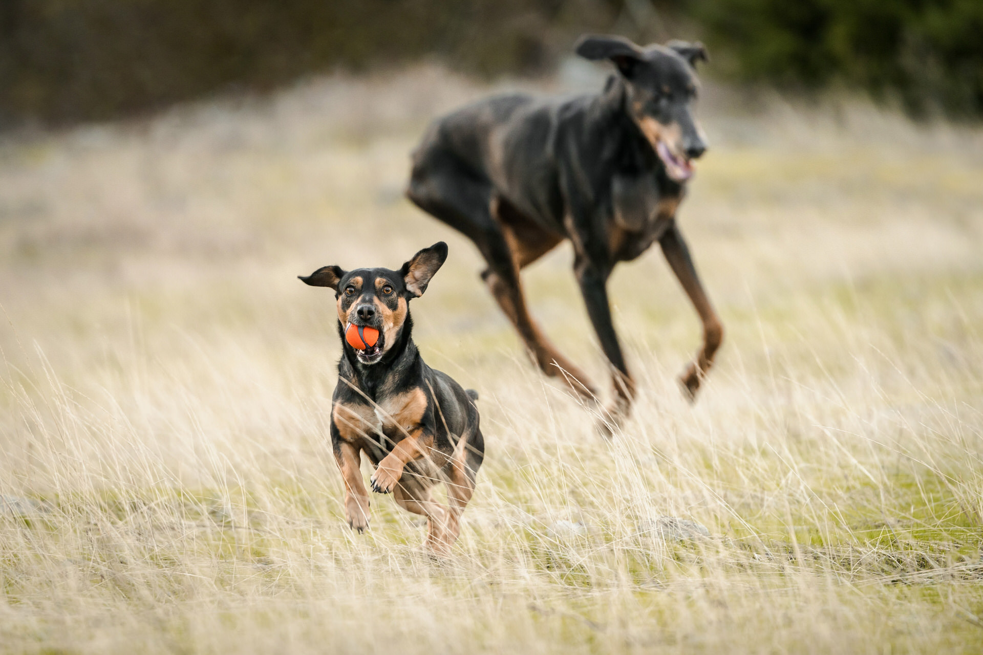 two dogs run together outside