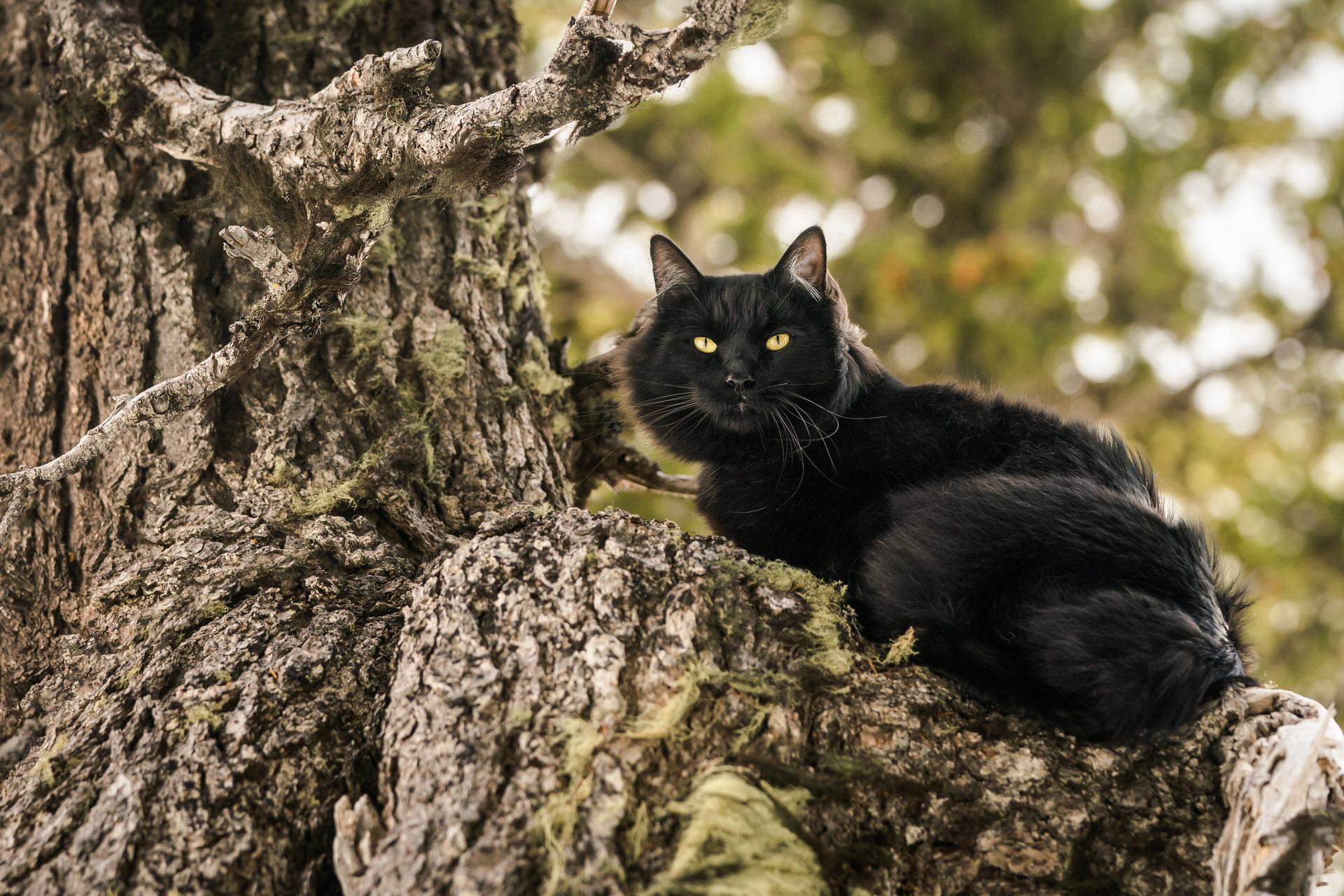black cat sits in a tree