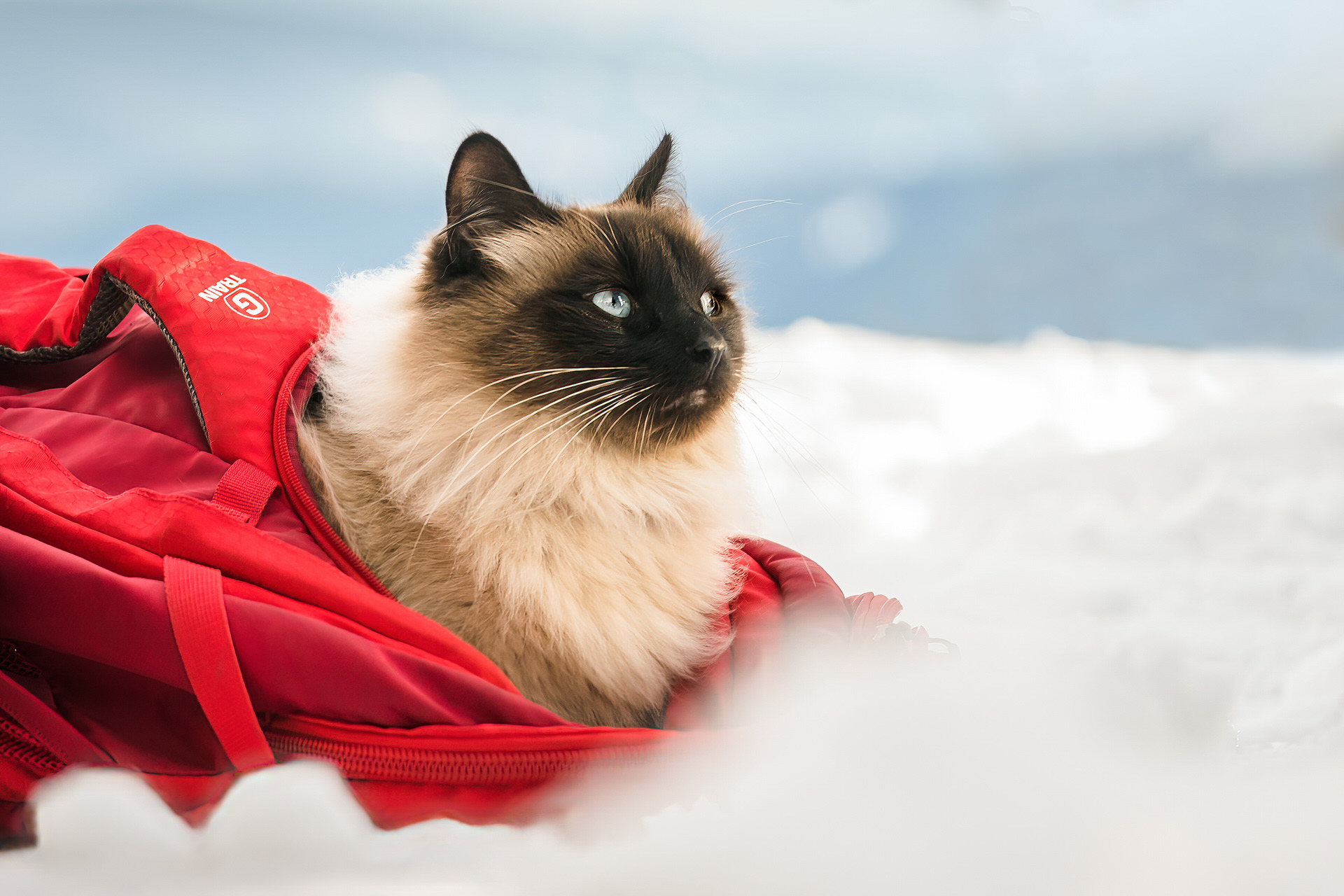 cat sits in backpack in snow in Oregon