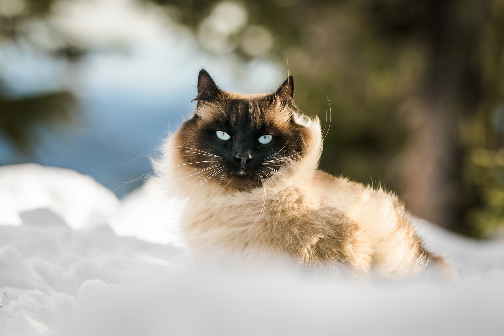 beautiful cat sits in the snow