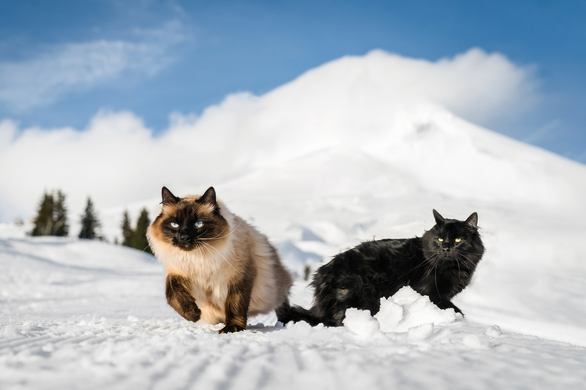 cats on Mt. Hood in Oregon