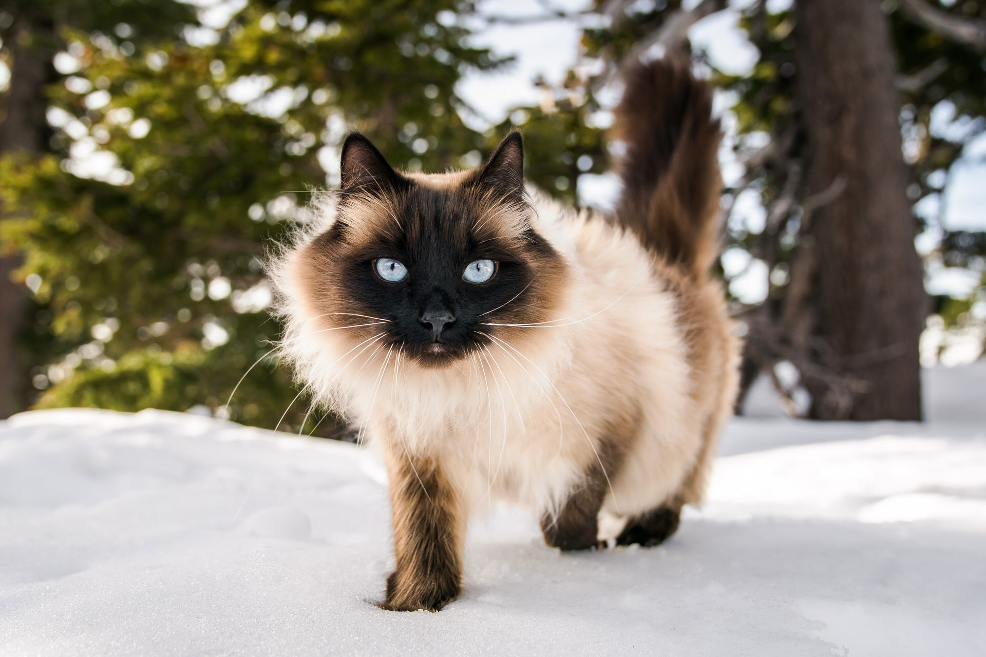 siberian forest cat walking on the snow