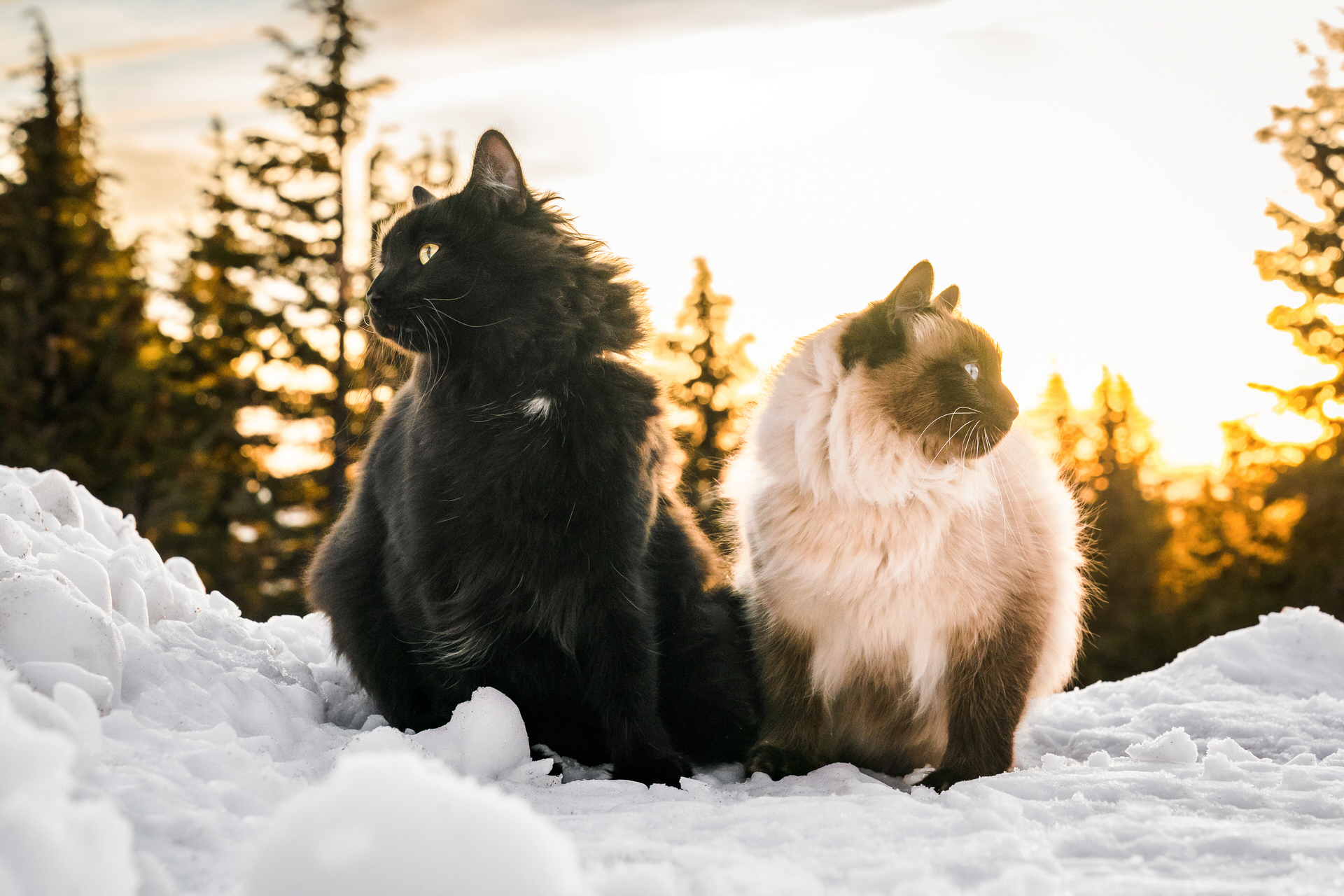 cats in the snow at sunset