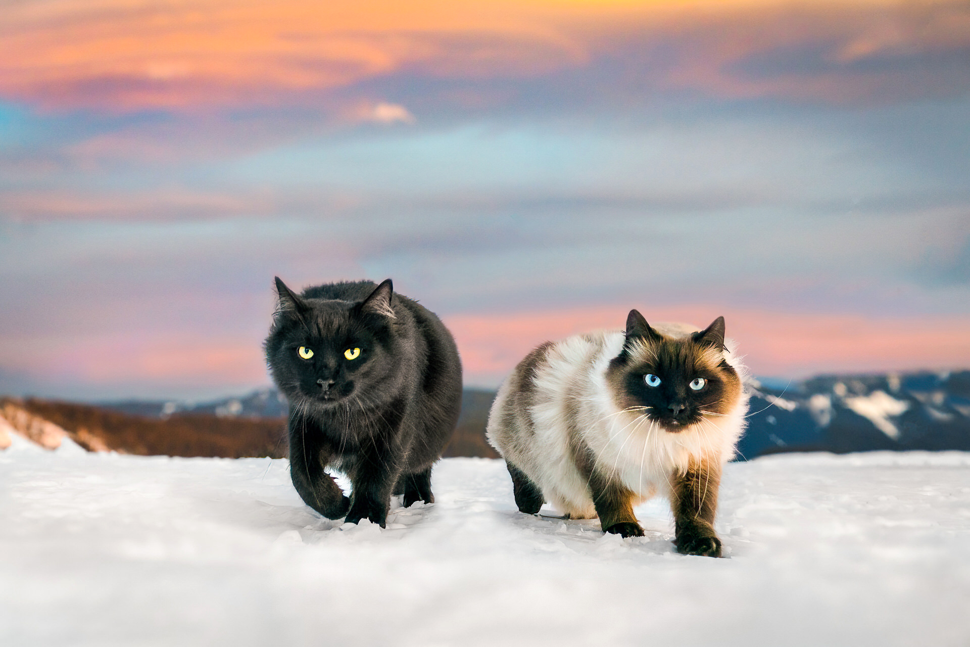 Siberian Forest Cats walking at sunset in the snow on Mt. Hood