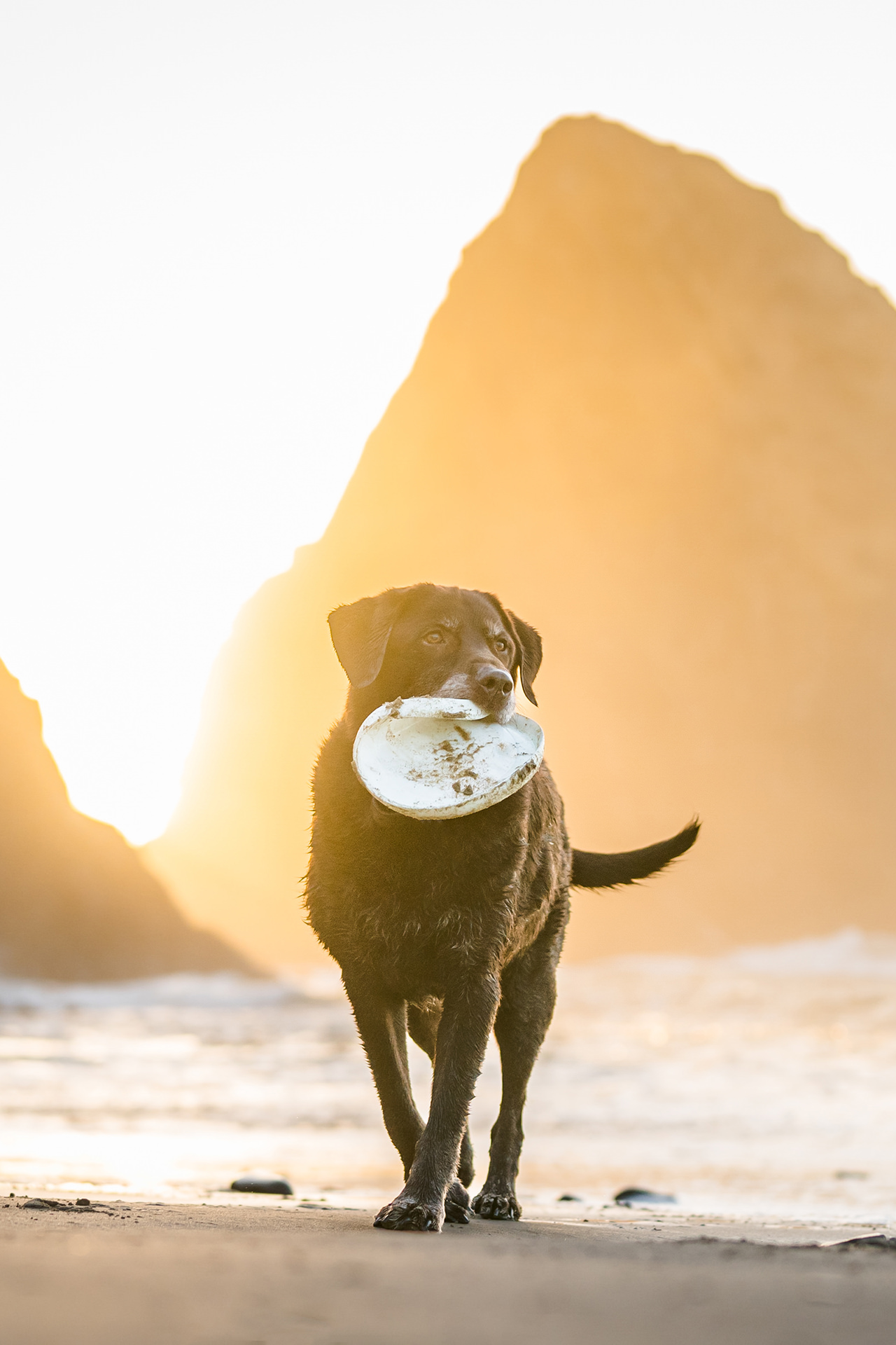dog with frisbee in his mouth at the Oregon Coast