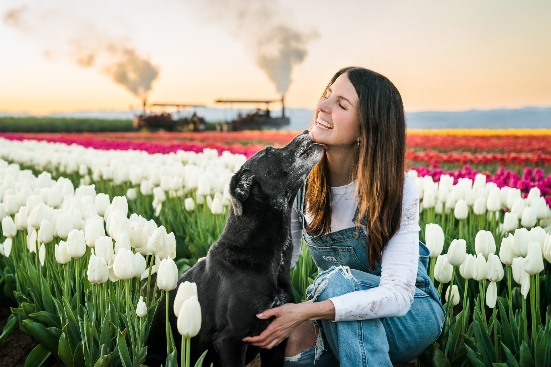 dog kissing woman with a steam engine in the background at the wooden shoe tulip farm