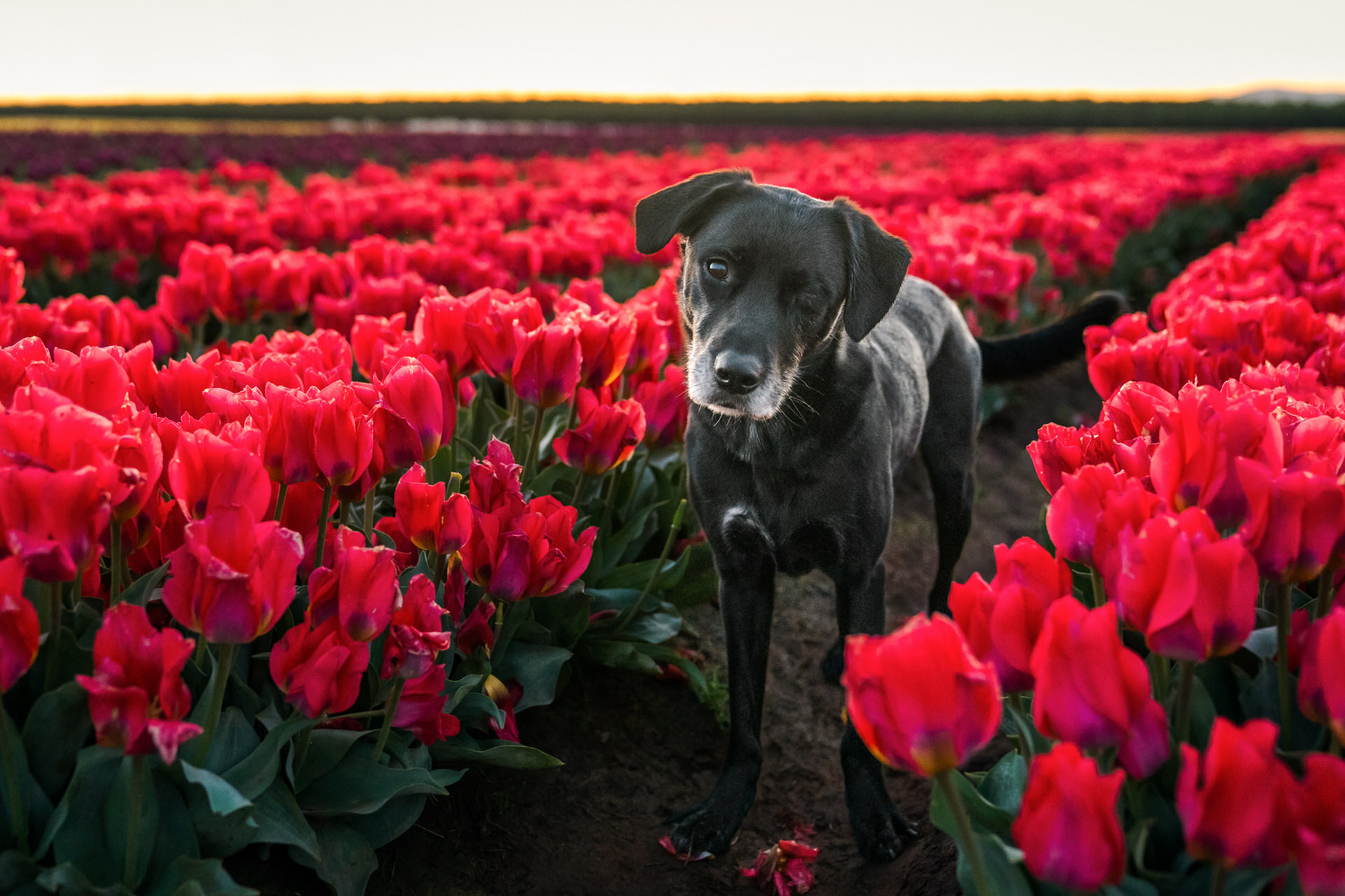 black dog standing in a field of red tulips