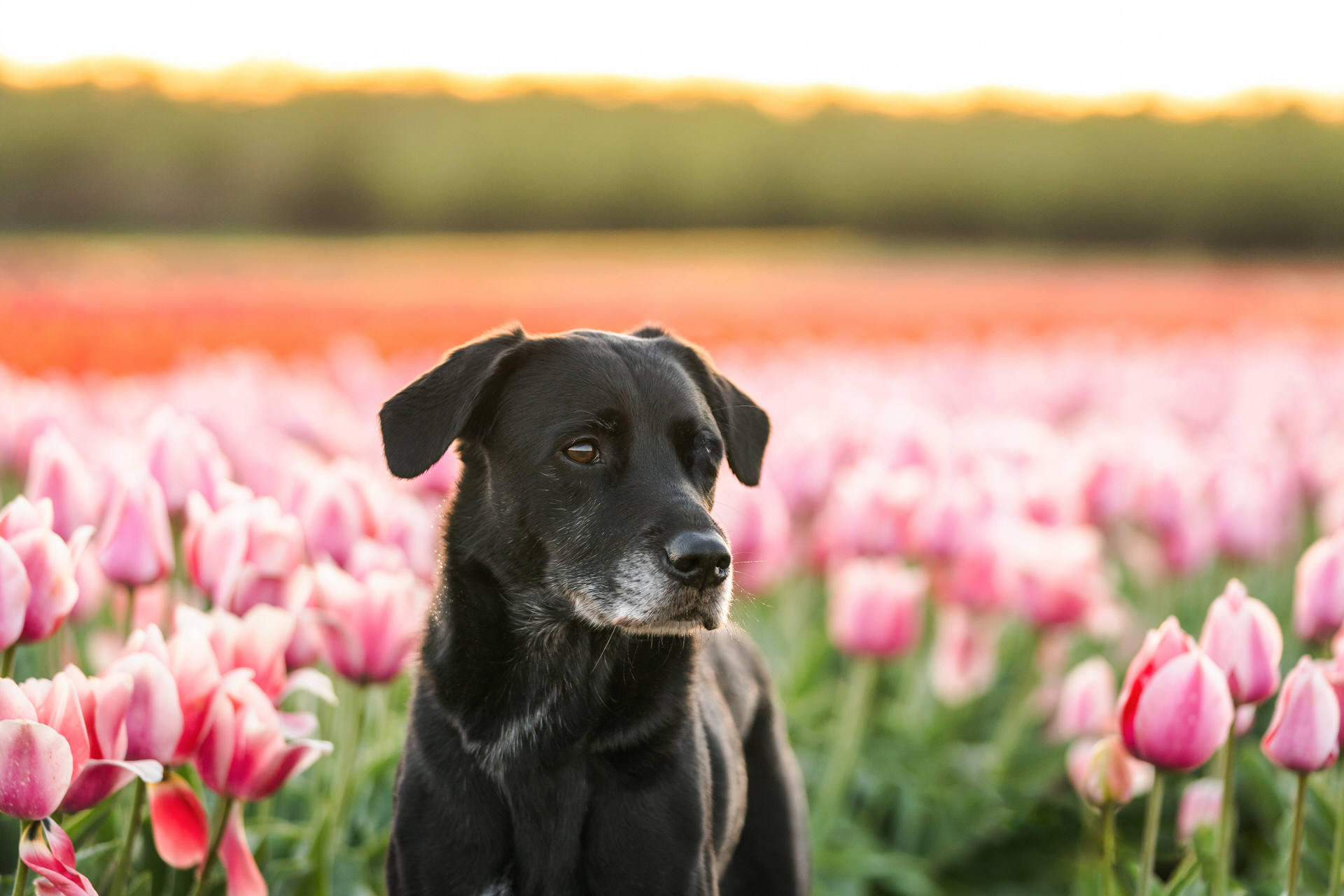 black dog in a tulip field