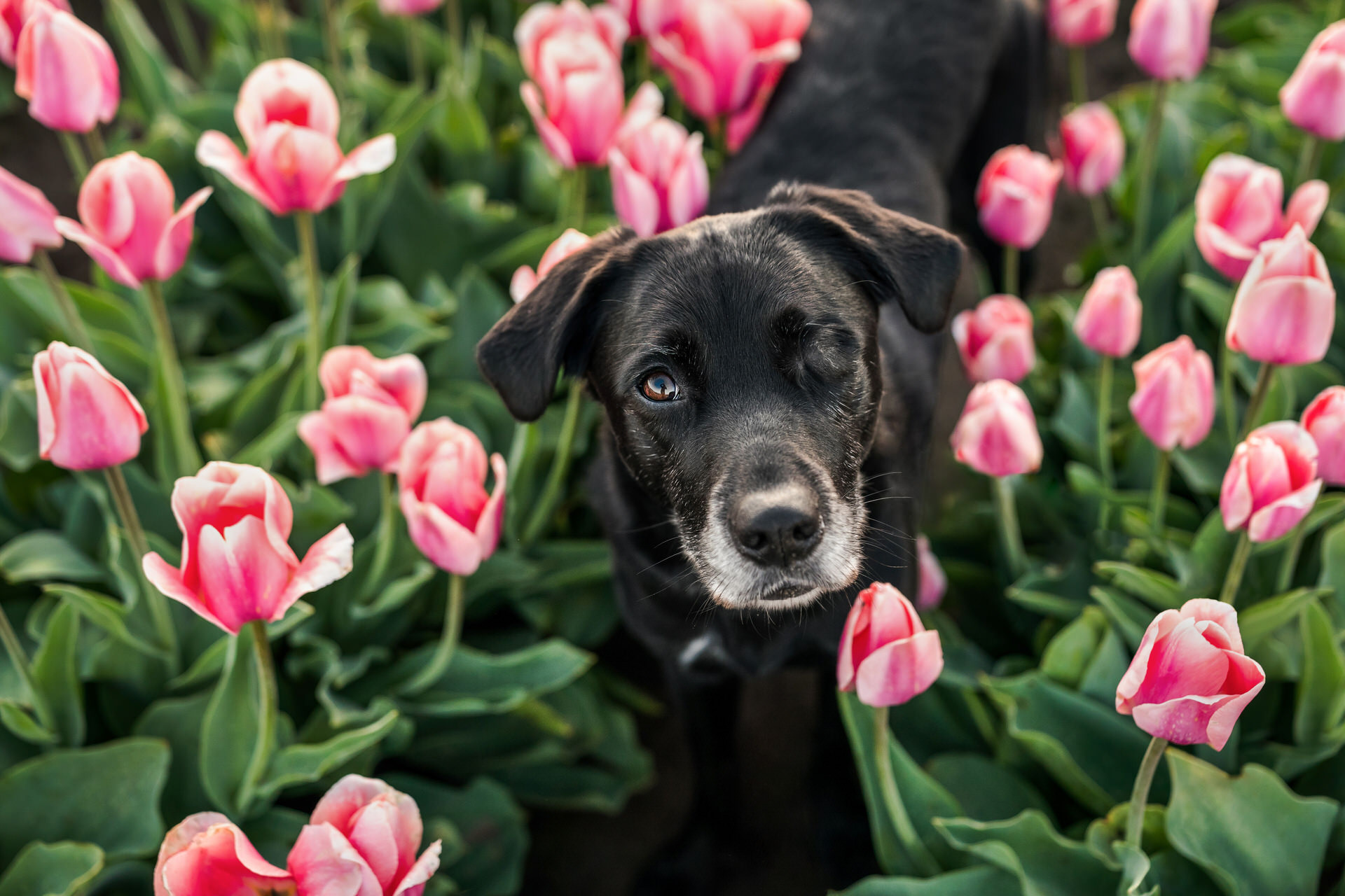 dog with one eye looking up from the flowers in a tulip field
