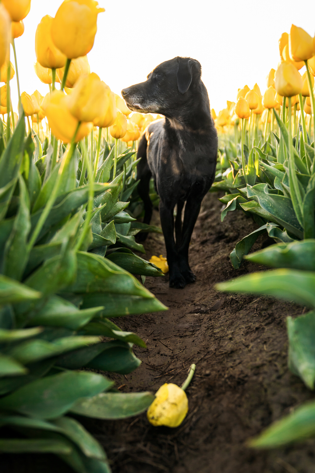 black dog in a yellow tulip row