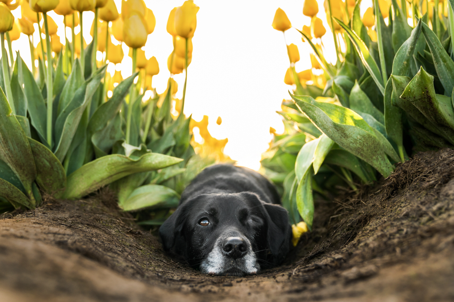 dog laying down at the tulip farm in woodburn oregon