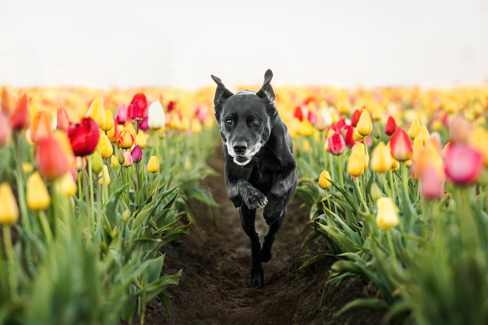 black dog runs through tulip field