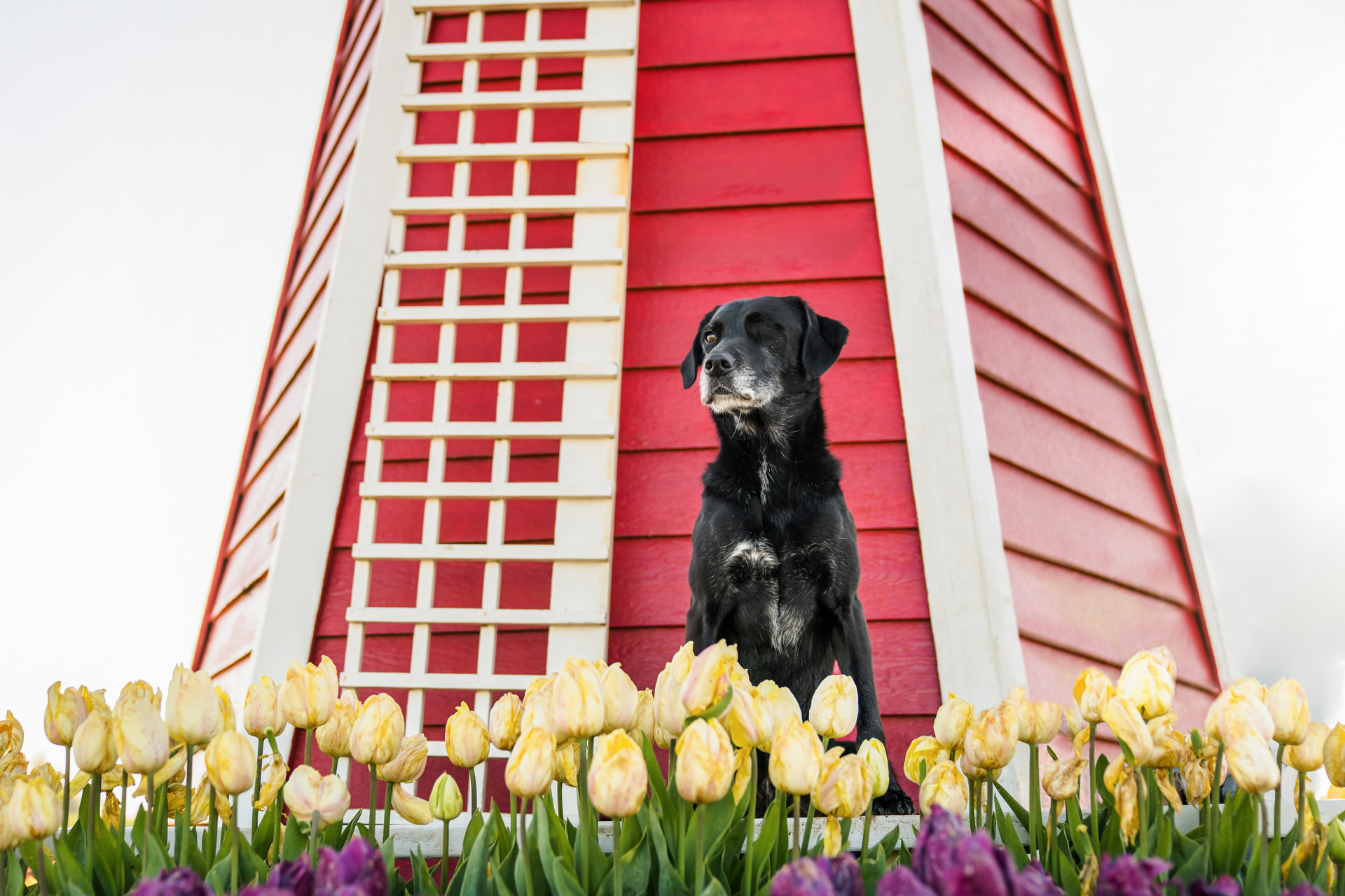 black dog in front of windmill at a tulip farm in oregon