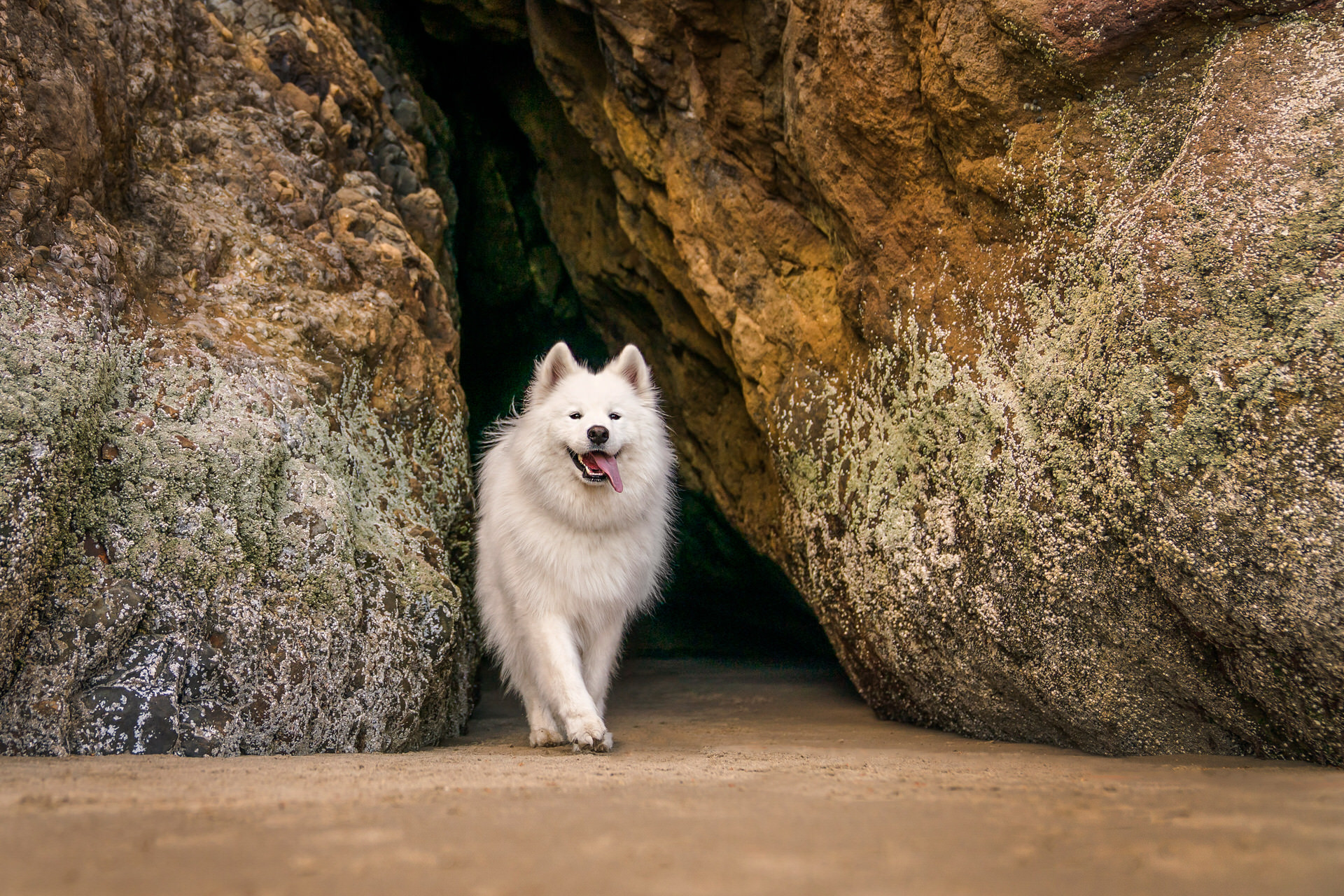 dog running out of a cave in oregon