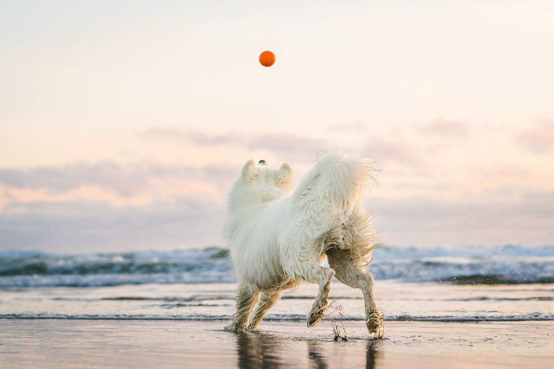 dog about to catch ball