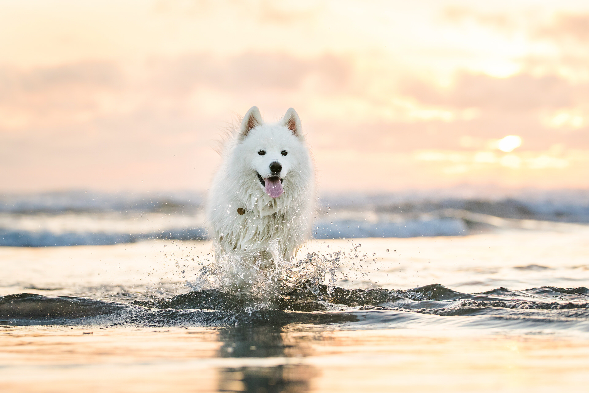 samoyed dog running through ocean in Cannon Beach