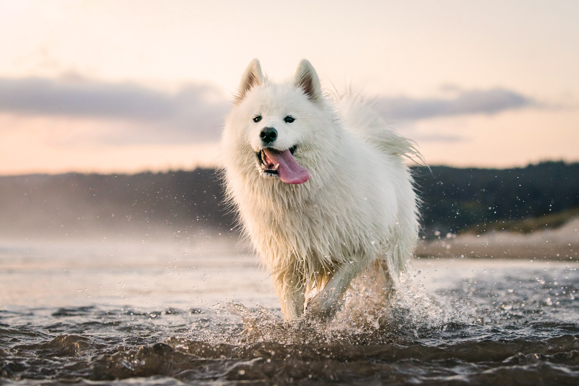 samoyed running through the ocean with tongue hanging out