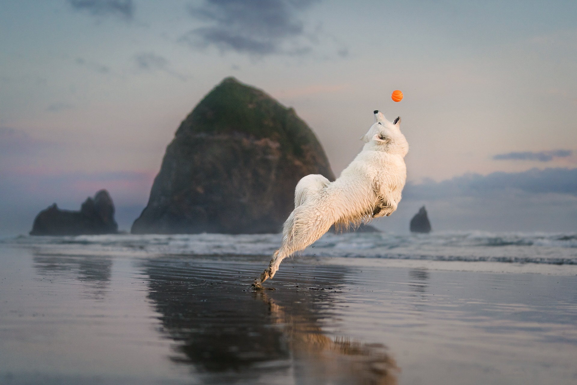 dog about to catch a ball in front of haystack rock