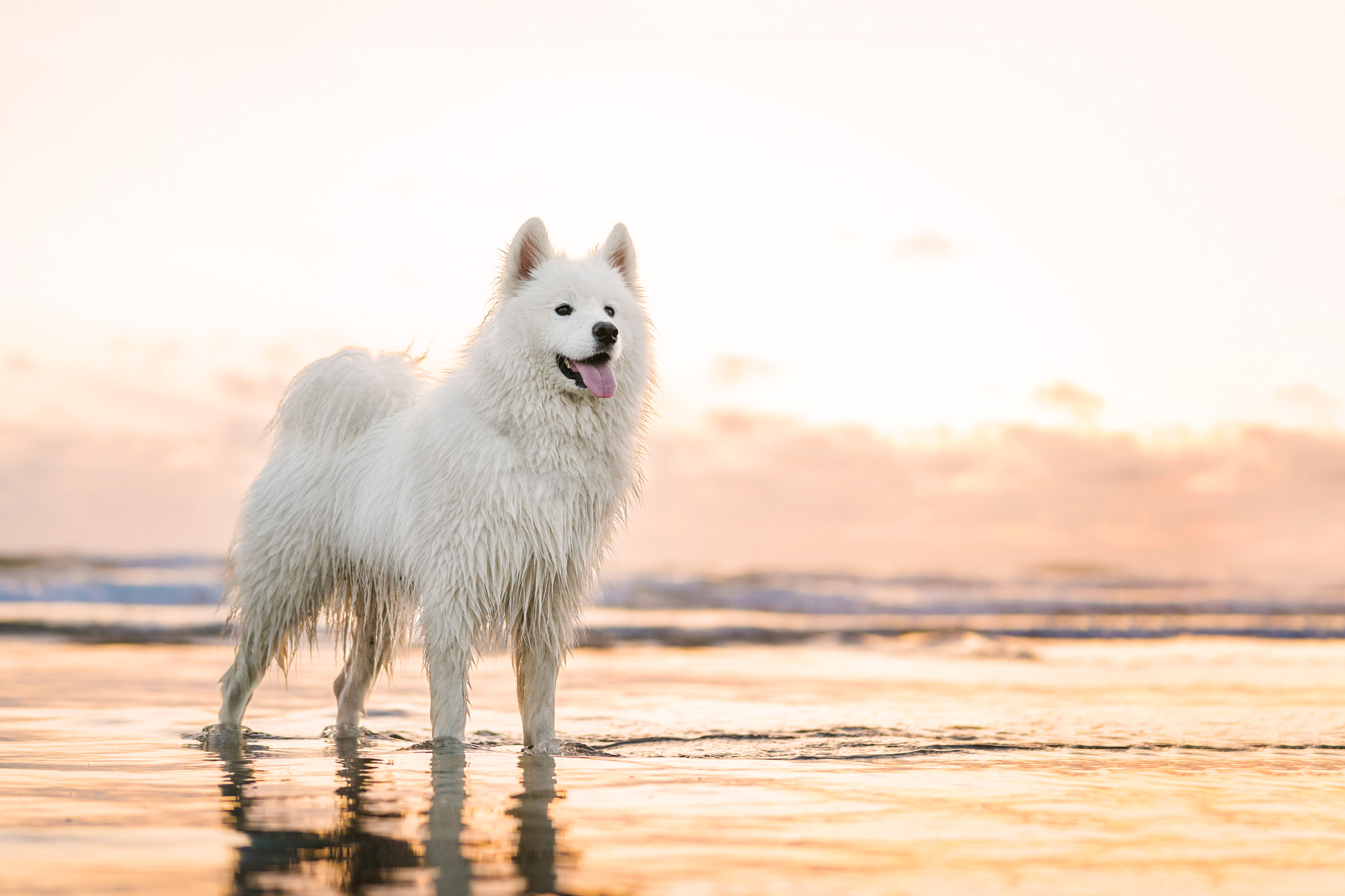 dog at sunset in the pacific ocean