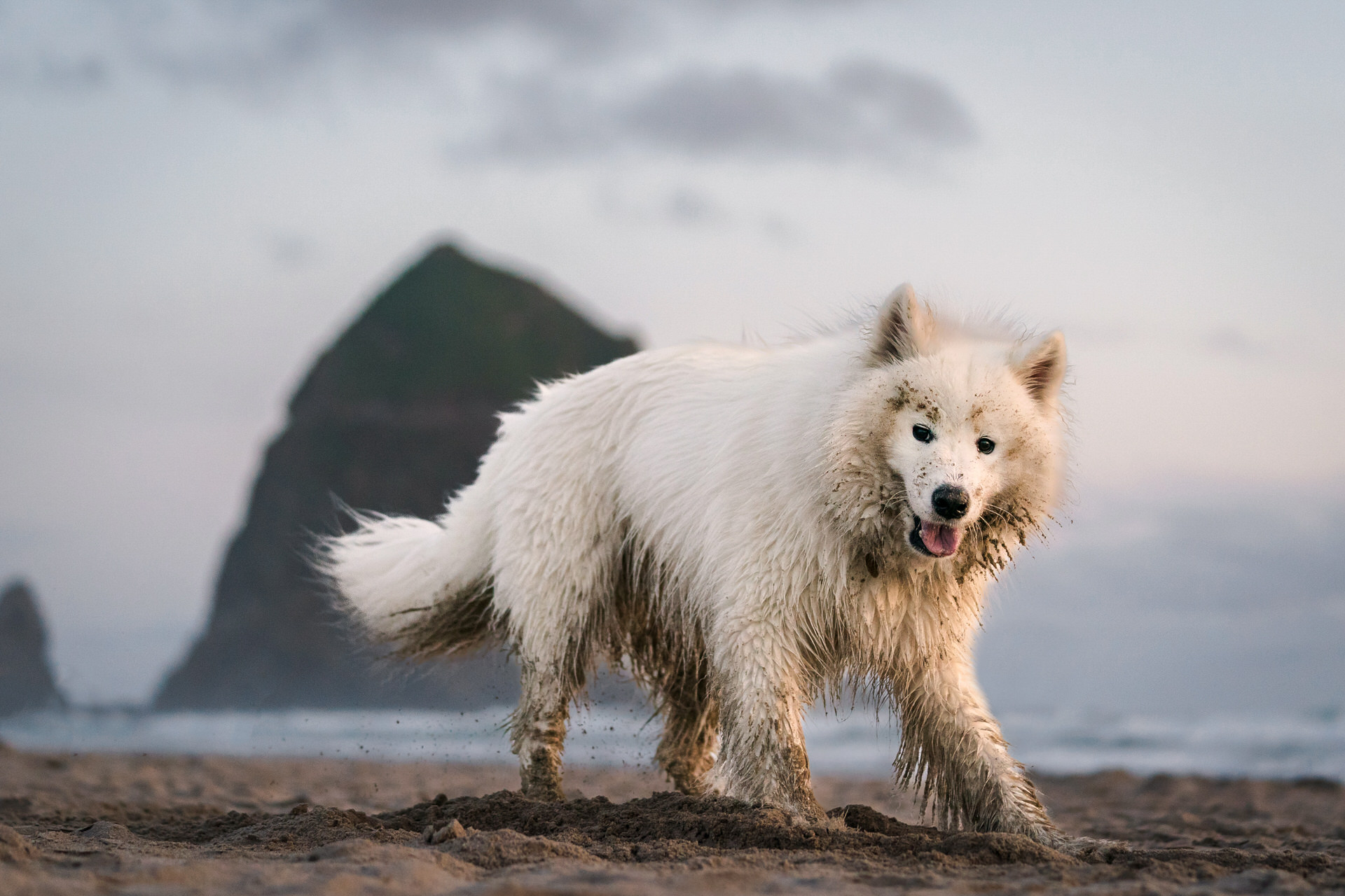 samoyed dog with sand all over her face