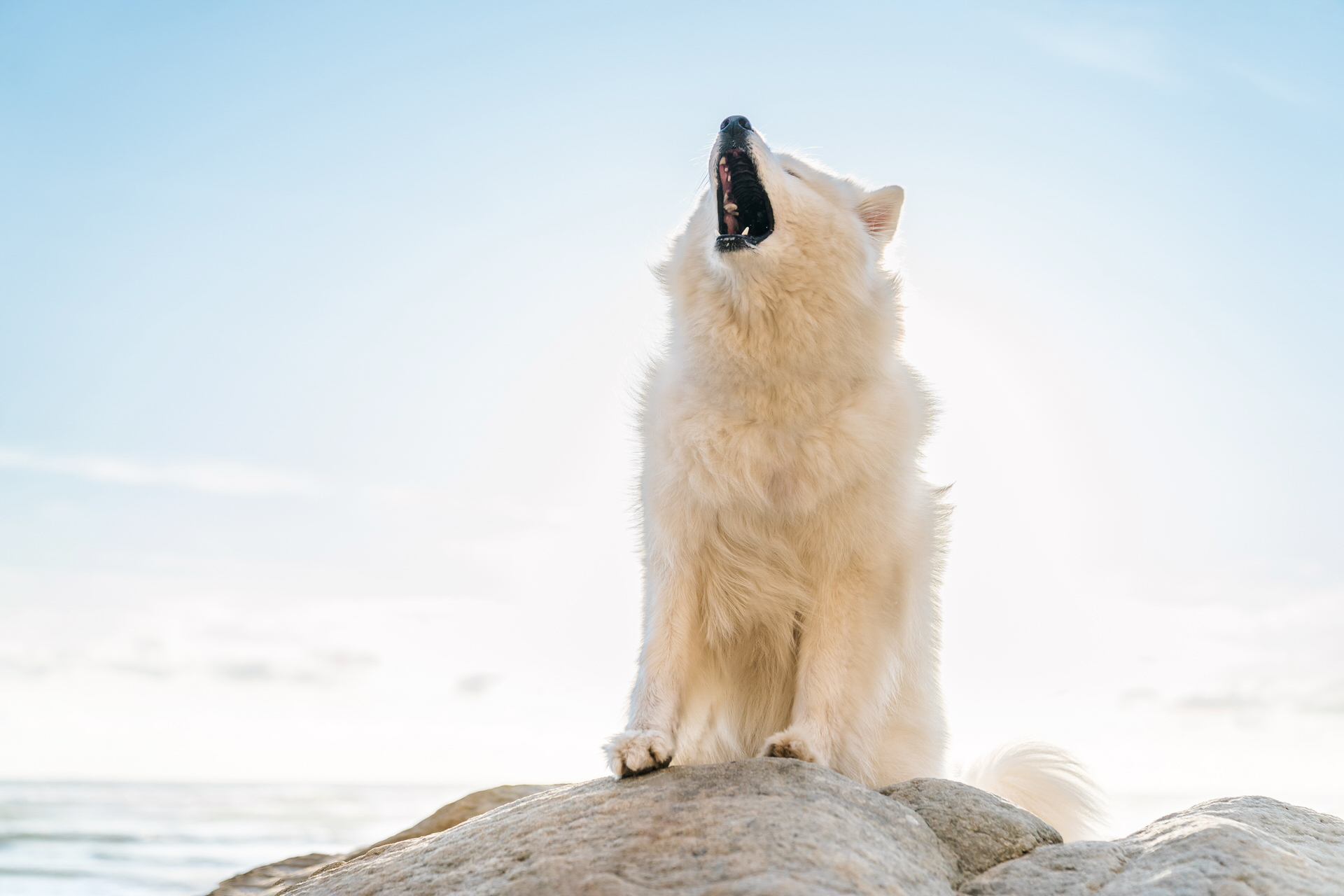 howling samoyed dog