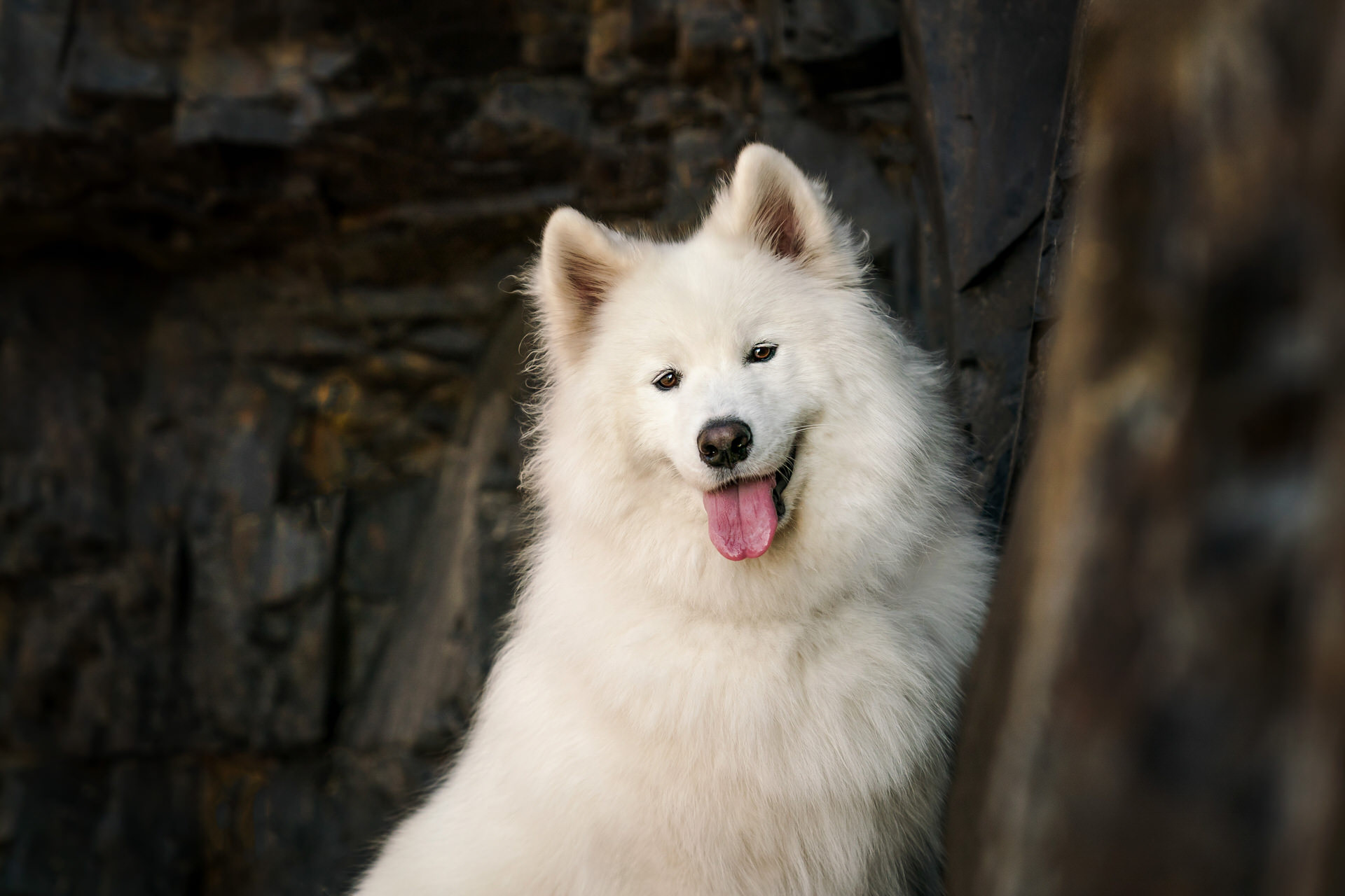 samoyed dog in front of some black rocks at the beach