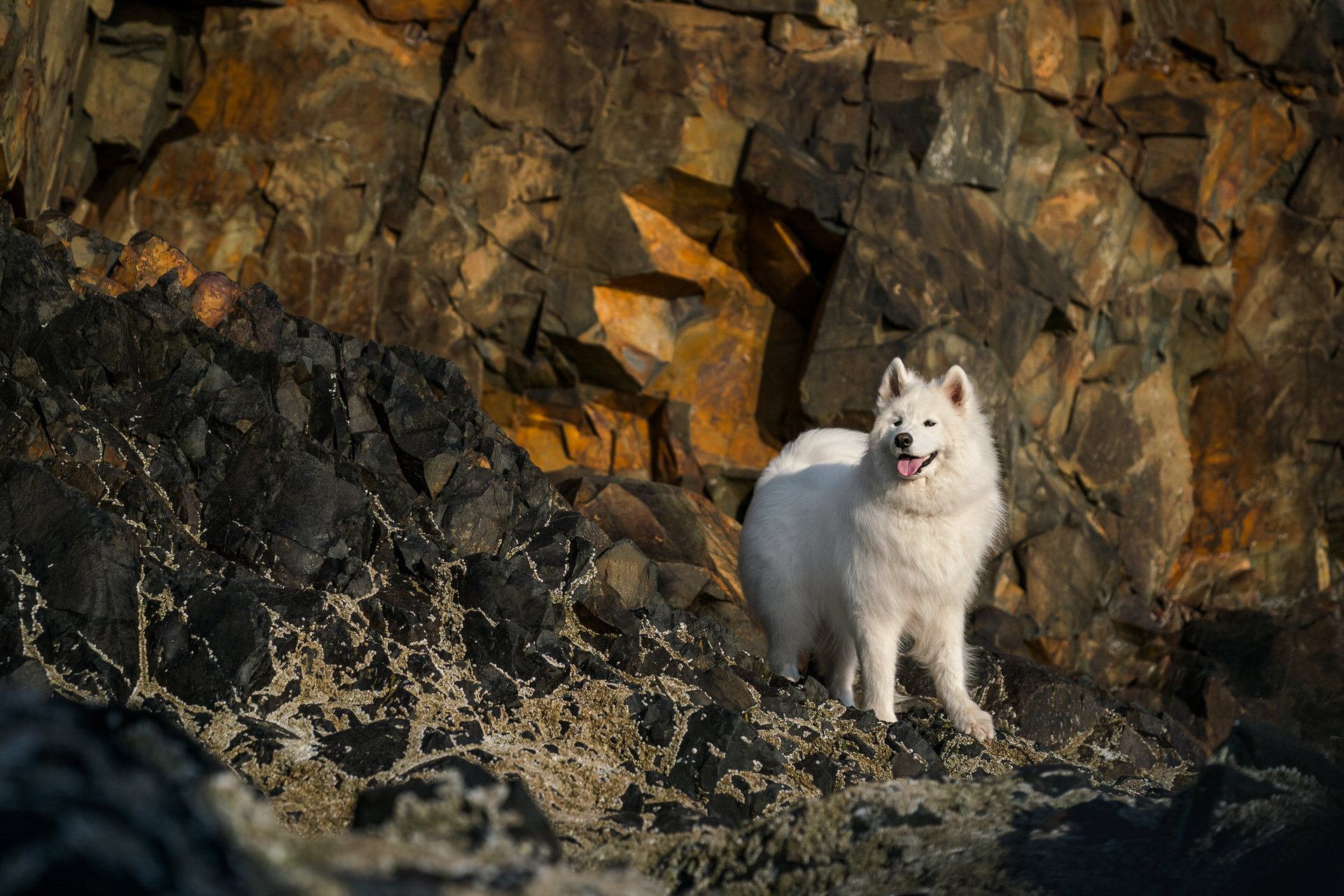 white dog standing on rocks near Cannon Beach