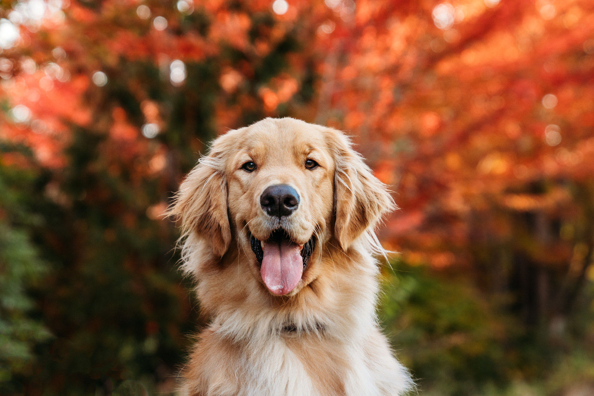 dog smiles with autumn leaves behind him