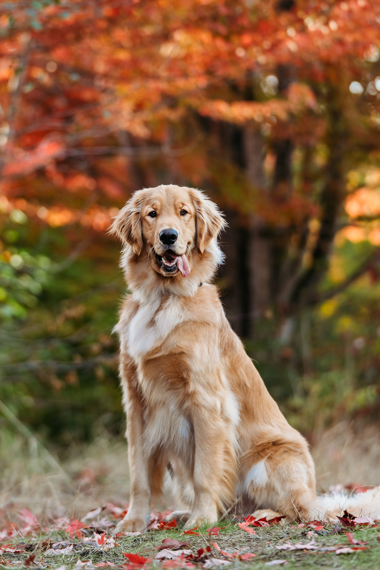 dog poses in front of the autumn leaves