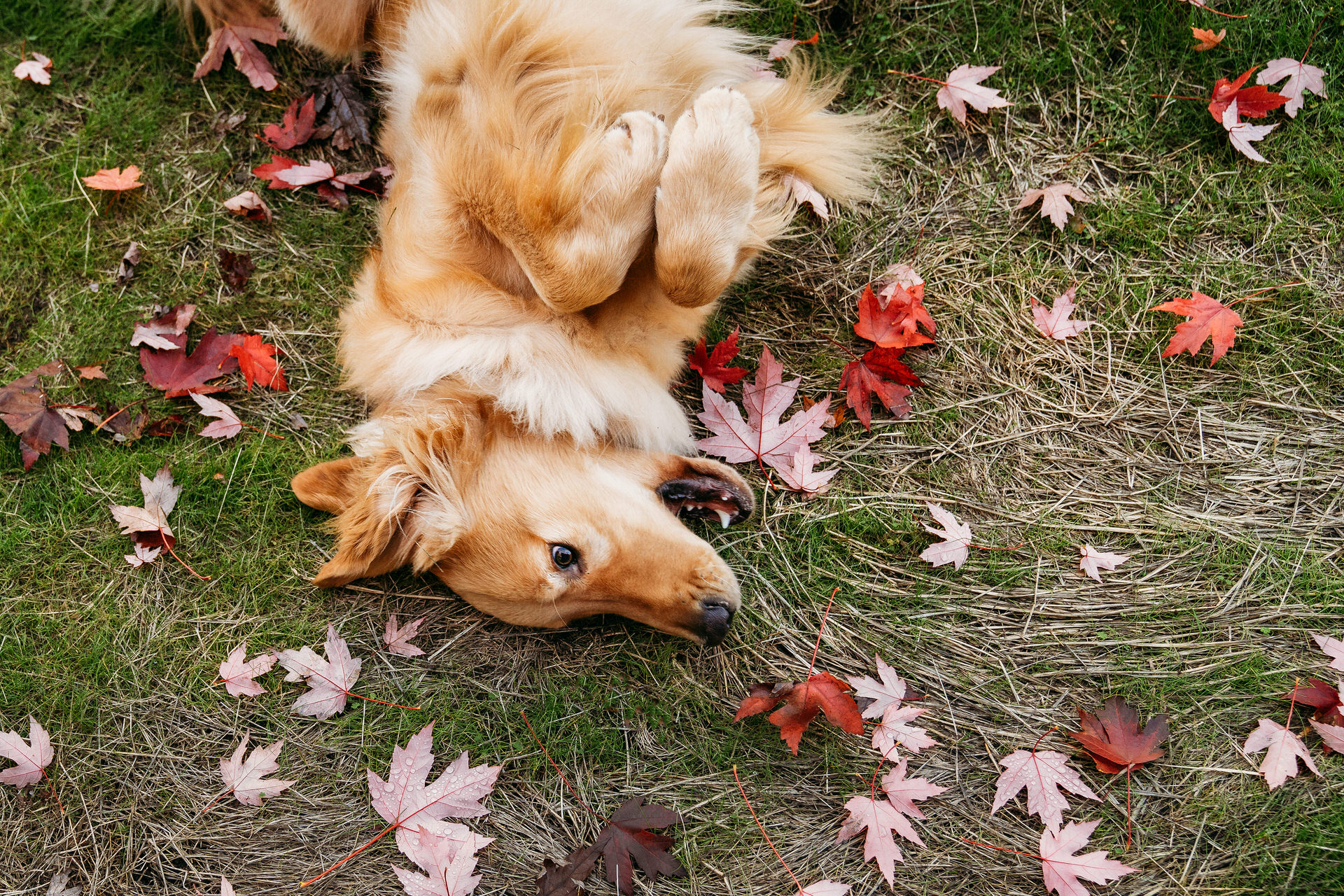 dog rolls around in the leaves