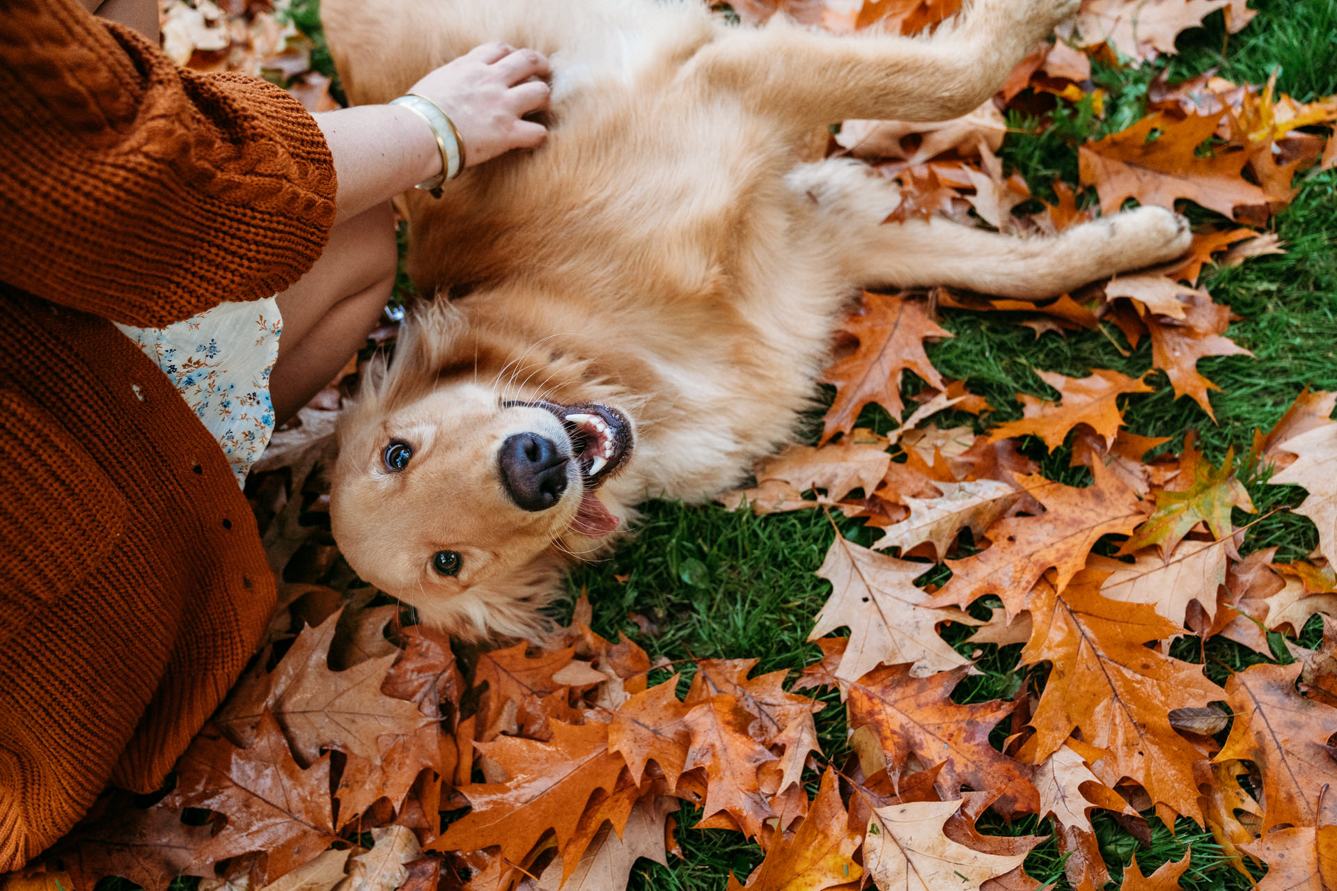 best places to take photos of dogs in portland in the fall