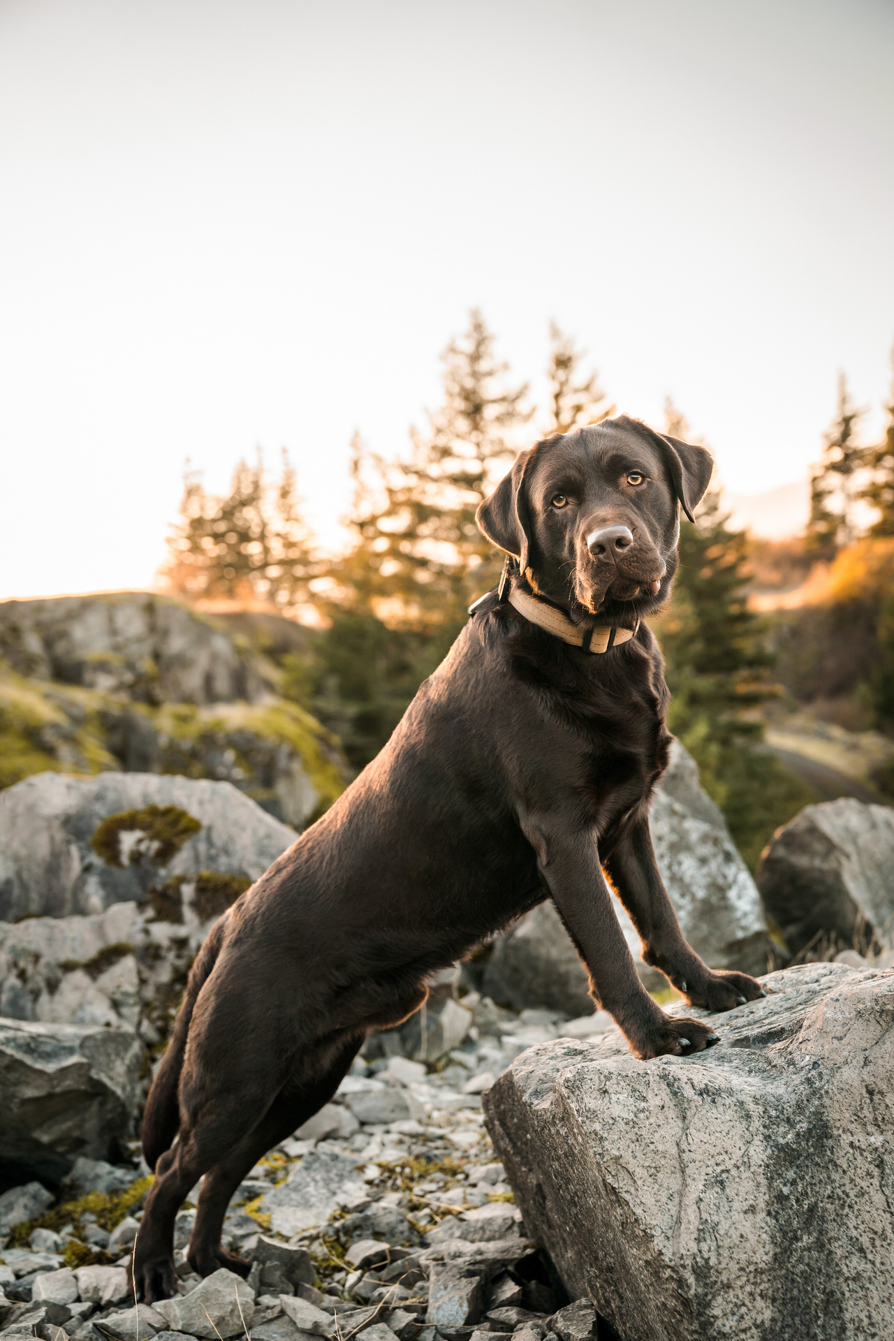 dog poses on a rock in the columbia gorge