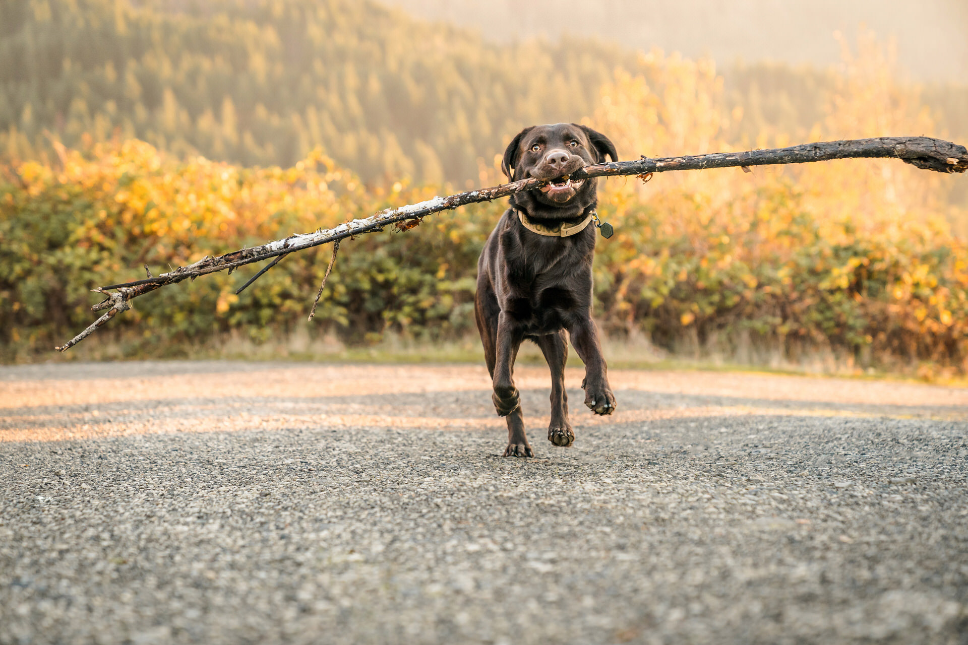 dog runs with giant stick