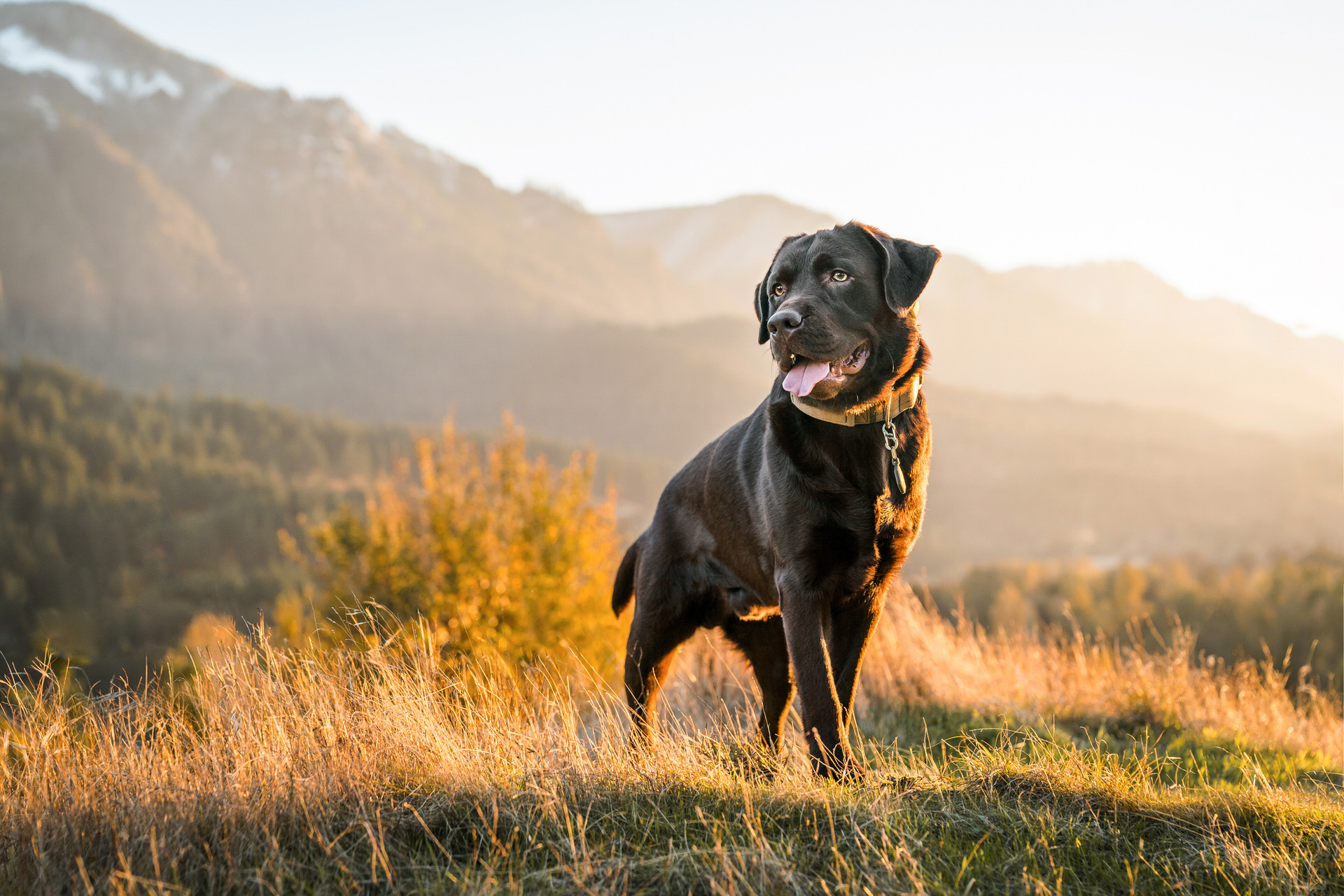 dog at sunset by photographer sit stay pet photography