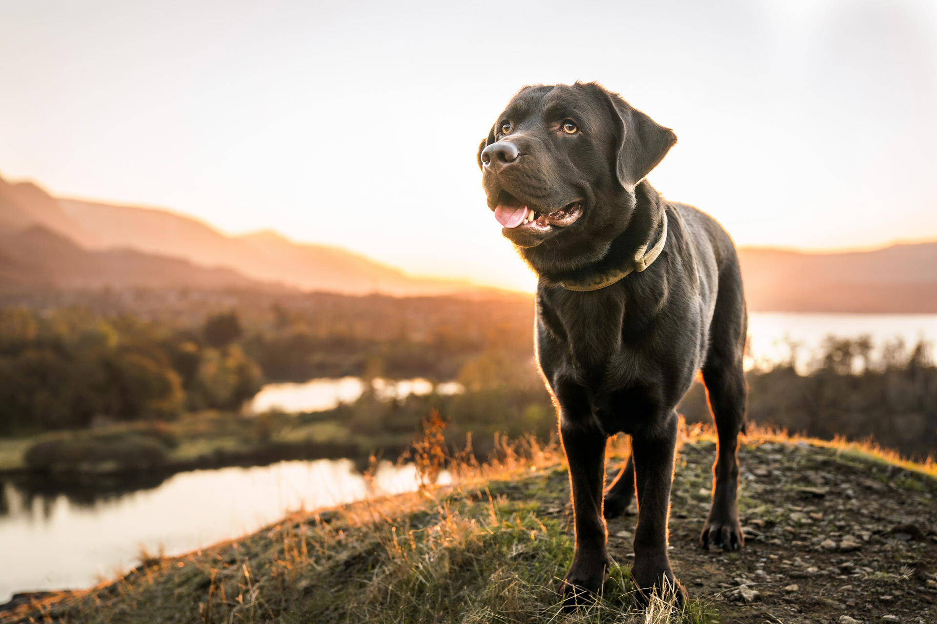 chocolate lab poses at sunset with river views in Oregon