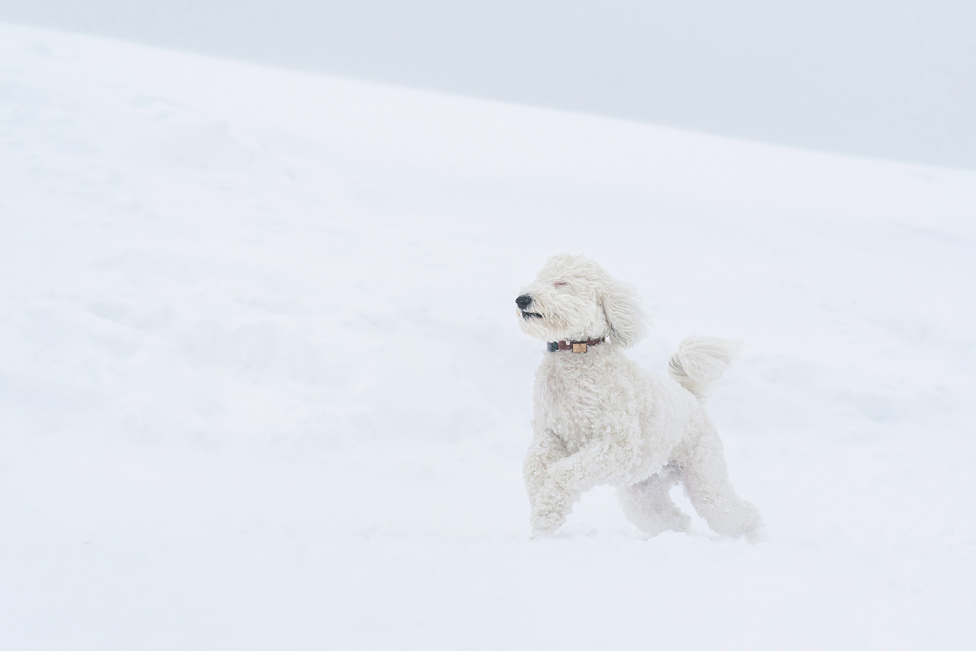 dog runs through the snow in a blizzard