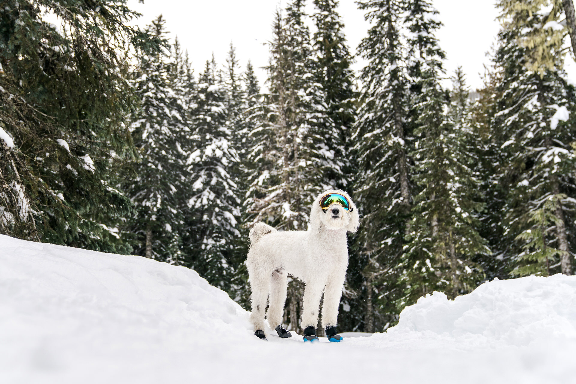 dog wearing goggles and shoes in the snow