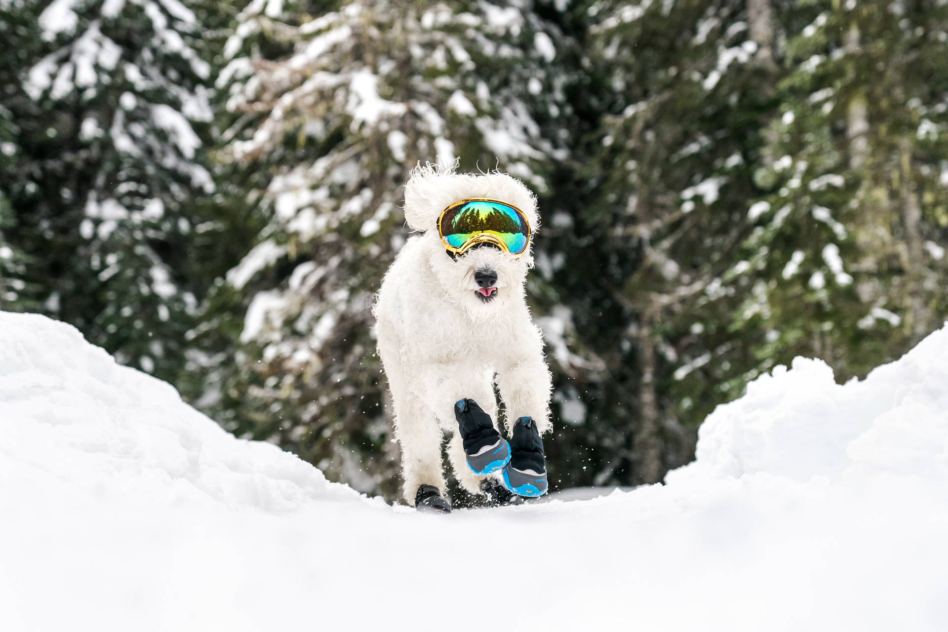 dog runs while wearing colorful goggles in the snow
