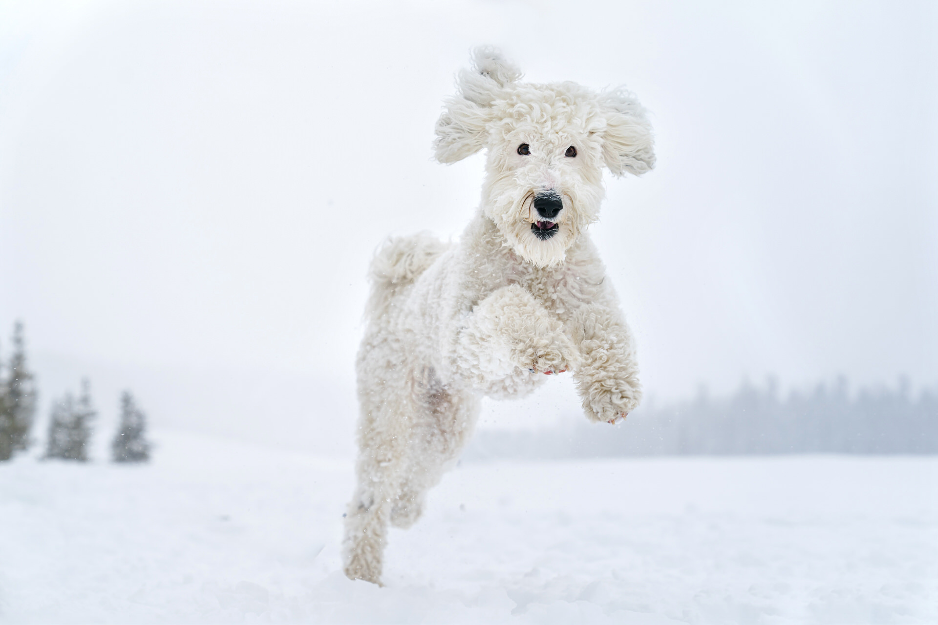 white dog runs in the snow in a winter storm in Oregon