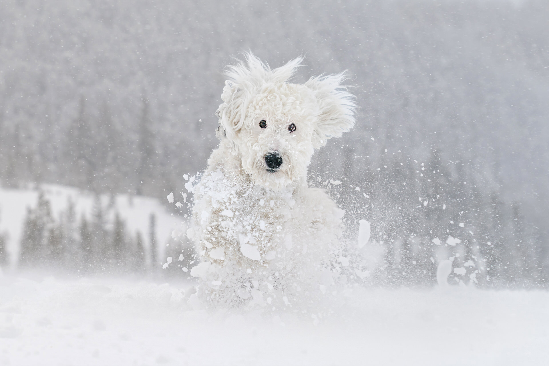 dog friendly fun in the snow on Mt. Hood